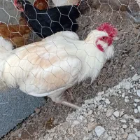 خروس نژاد دار