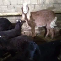 بز افغانی نژاد دار