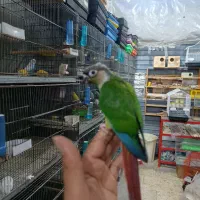 گرینچیک فول آشتی سخنگو