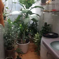 دیفن باخیا دو متری دارای پاجوش