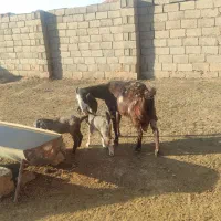 بزآمریکایی کل وبزدوقلووپرشیردرجه یک|حیوانات مزرعه|تربت جام, جلگه موسی آباد|دیوار