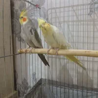 عروس هلندی نرو ماده یک ونیم ساله