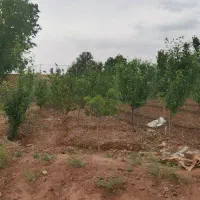 باغ