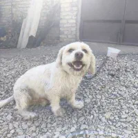 سگ پاپی|سگ|زیباشهر, |دیوار