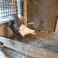 کبوتر رنگی|پرنده|مشهد, کلاته برفی|دیوار