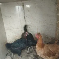 مرغ لاری و مرغ محلی