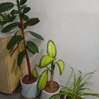 گل با گلدان