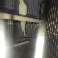 عروس مولد لوتینو با جوجه|پرنده|آران و بیدگل, |دیوار