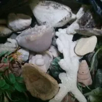 لوازم آکواریوم پمپ هوا بخاری تزئینات همه باهم|ماهی|مشهد, شهید رضوی|دیوار