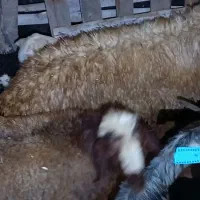 بره نر|حیوانات مزرعه|پاسارگاد, |دیوار