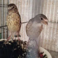 جوجه سهره و سهره قناری|پرنده|تهران, شهر زیبا|دیوار