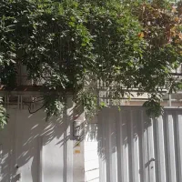 کلنگی-بهترین-کوچه-سلمان-فارسی