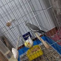 جفت عروس مولد نر لوتینو ماده وایت فیس