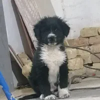 توله قدرجونی|سگ|مسجد سلیمان, |دیوار