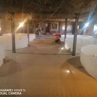 جوجه بوقلمون بیوتی ۱۰ روزه ،۲۰ روزه و یکماهه