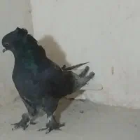 کبوتر پور اصفهان|پرنده|نجفآباد, شهدای غربی|دیوار