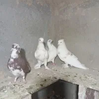 کبوتر|پرنده|محمدشهر, کوی بهار|دیوار