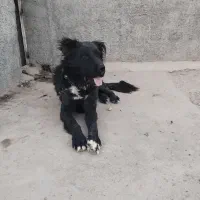 سگ قدریجونی همه چی تمام درشت|سگ|ساروق, |دیوار