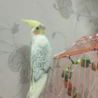 سلام عروس هلندی نر ۵ماه