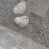 مرغ خروس تزینی