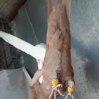 کفتر|پرنده|شیراز, گلکوب|دیوار