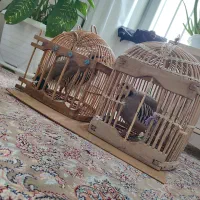 بلدرچین کوهی