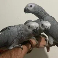 جوجه پرنده زیبا و خونگی دستی همه نژاد موجود است.