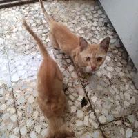 بچه گربه سه خواهر زیبا