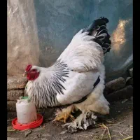 جوجه برهما سلطان|حیوانات مزرعه|نگین شهر, |دیوار