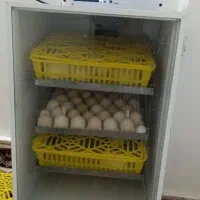 دستگاه جوجه کشی