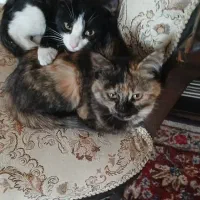 واگذاری دو عدد بچه گربه|گربه|کرمان, |دیوار