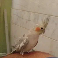 عروس هلندی رام دستی