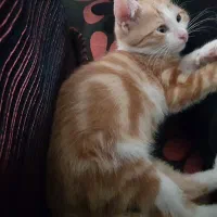 بچه گربه خونگی DSH