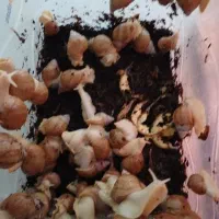 فروش حلزون آلبینو