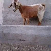 ۱ عدد بز دو دندان