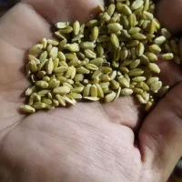 گندوم|حیوانات مزرعه|باوی, |دیوار