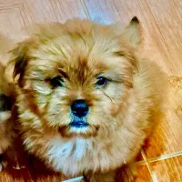 واگذاری سگ پامرانین|سگ|نوشهر, |دیوار