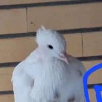 کبوتر طوقی|پرنده|مبارکه, |دیوار