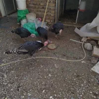 بوقلمون ماده هفت ماهه|حیوانات مزرعه|رفسنجان, |دیوار