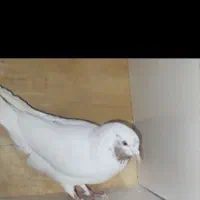 کبوتر