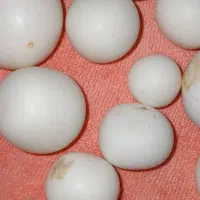 سنگ اسیاب قیمتی|جواهرات|بروجرد, |دیوار