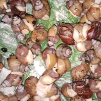 فروش عمده حلزون به پایین ترین قیمت