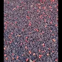 خرما کده|خوردنی و آشامیدنی|بم, |دیوار