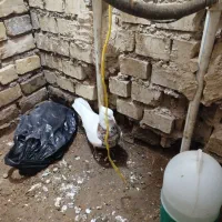 کبوتر طوقی جفت نر و ماده|پرنده|باوی, |دیوار