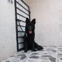 سگ جرمن شولاین اصیل نژاد دار بلک