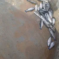 ماهی قزل الاارگانیک زنده ۳۸۰هزارتومن