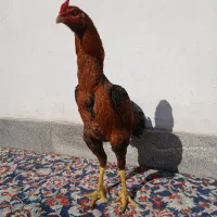 خروس لاری|حیوانات مزرعه|رشت, بیجارپس|دیوار