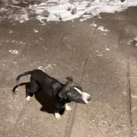 توله پیتبول|سگ|مشهد, پنجتن|دیوار