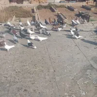 کبوتر رنگی|پرنده|آبادان, |دیوار