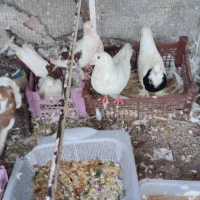 5عدد کبوتر طوقی و 1عدد دندون موشی